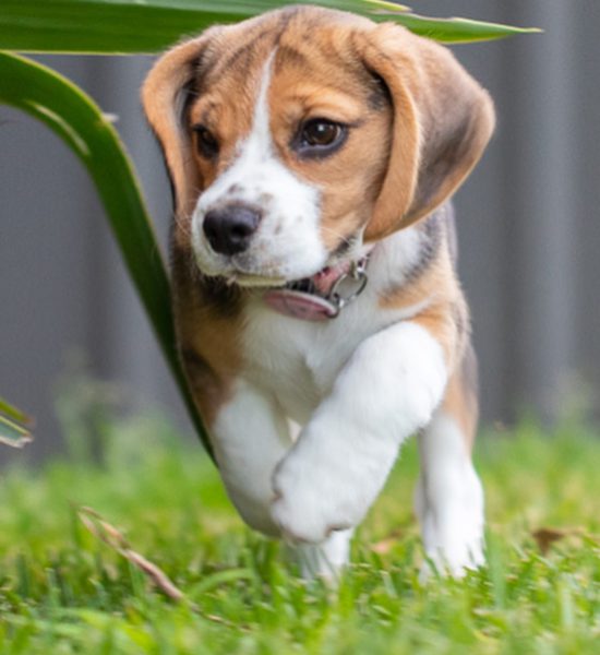 Bella_female beagle