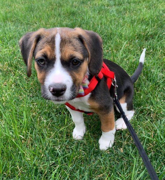 Melisa_female beagle