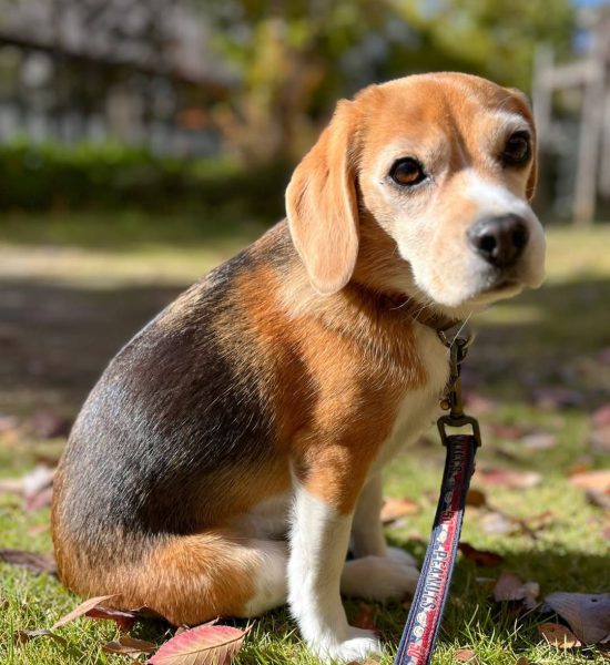 Miya_female beagle