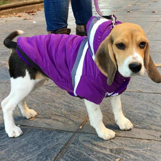 Vilma_female beagle