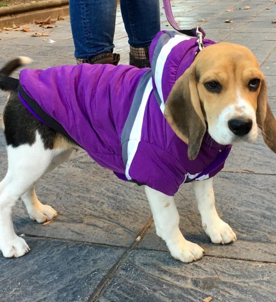 Vilma_female beagle