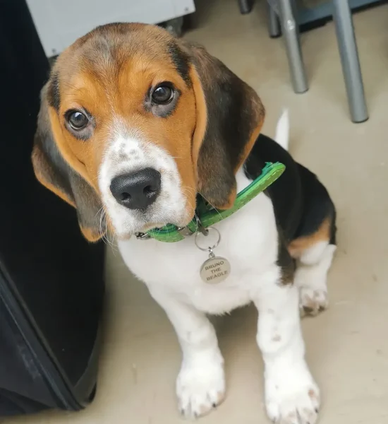 bruno.the.beagle