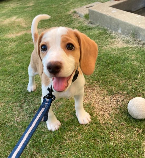 louis_ male beagle